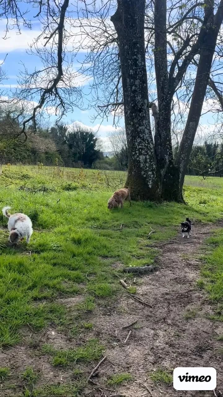 A dog running ahead down a woodland path on a walk with Hannah