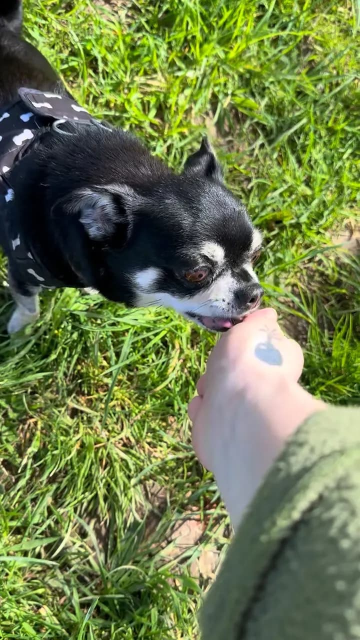 A black and white dog taking a treat from Hannah's hand in the grass