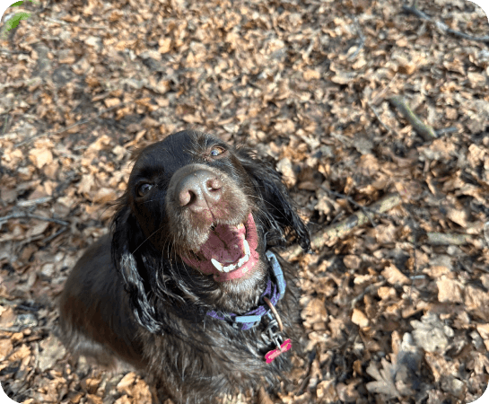 Bella the dark brown cocker spaniel grinning up at the camera among fallen autumn leaves