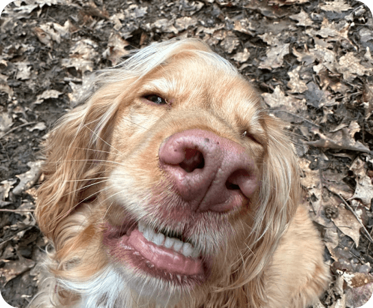 A cream cocker spaniel pulling a cheeky face right up close to the camera