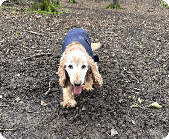 A cocker spaniel in a navy coat trotting towards the camera with her tongue out