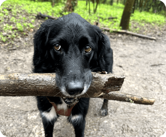 A black spaniel proudly carrying a large stick along a woodland path