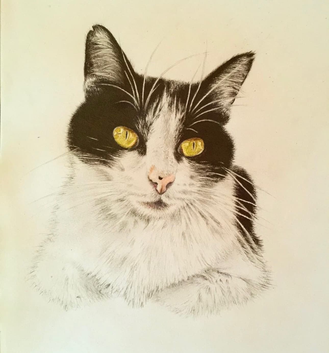 A detailed pencil portrait of a black and white cat, drawn by Hannah